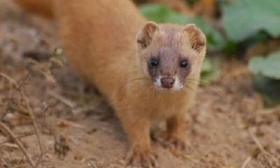 黄大仙在东北的地位（著名东北黄大仙事件）