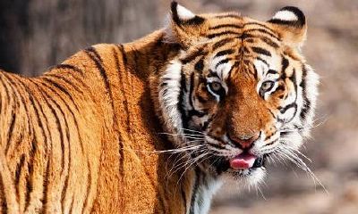 属虎女配属什么男（属虎女最佳配偶）