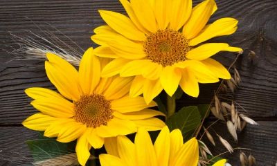 70年属狗适合买什么楼层（属狗的幸运楼层）