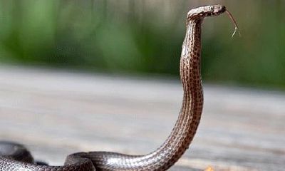 蛇女跟哪个属相最配（属蛇的女人嫁给什么生肖最好）