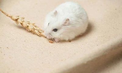 十二生肖鼠一生财运（生肖鼠一生运势）