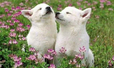 属鸡的最佳配偶是属狗的（属兔和什么属相最配）