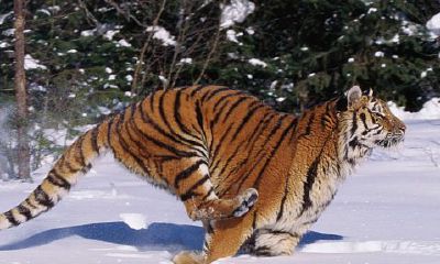 属虎今日财运运势指数（属虎今日财运方位在哪）