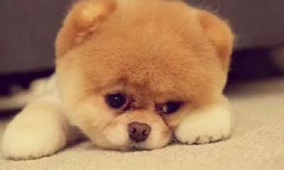 你属相是哪个（你是什么属相请对我讲一讲）