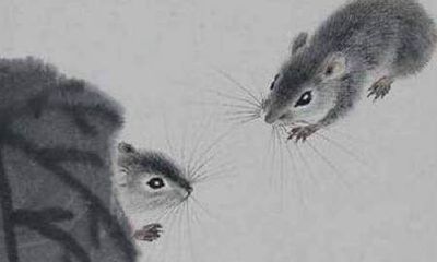 属鼠是什么东西（属羊的能克死属鼠的）