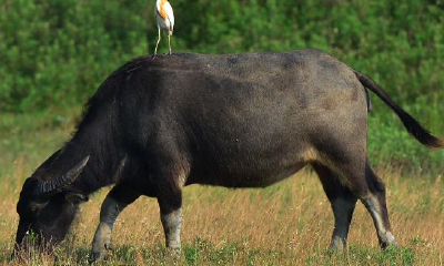 羊跟什么属相最合财（属羊和属鸡的合财吗）