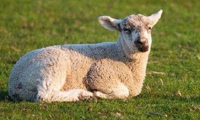 属羊的哪个月出生比较好（属兔几月出生最好命运）