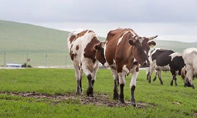 85年属牛哪年比较顺利（属牛的相生相克）