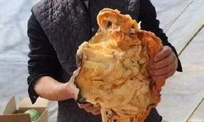 摸金校尉太岁肉芝（太岁为什么那么贵）