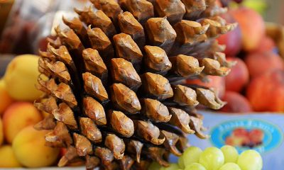 属鸡做什么生意最好最旺（93年属鸡的是什么命）