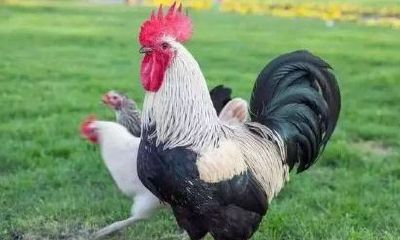 81年的属相是属什么（属鸡和属鸡的相配吗）