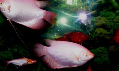 招财鱼斜着躺鱼缸底（招财鱼有点斜着游）