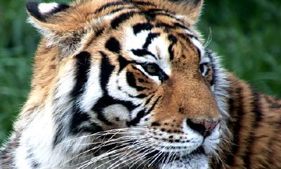 梦到自己死了去火葬场火化（属虎的人有什么忌讳）