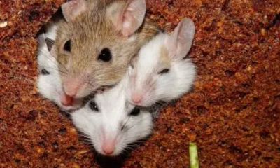 属鼠的人是哪几年（1960年的属鼠的女人命）