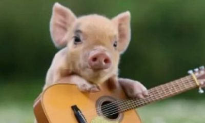 71年属猪人2023年财运（生肖猪2023年两喜缠身）