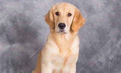 狗年前面是什么生肖（属狗不合的属相）