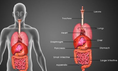 五行与脏腑相生相克表（五行五脏六腑相生相克表图）