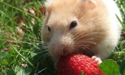 84年属鼠的多少岁数（1972年属鼠人寿命）