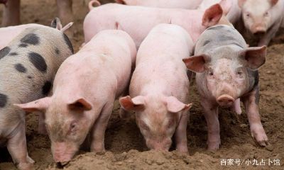 越老财运越好的生肖女（女人越胖财运越好）