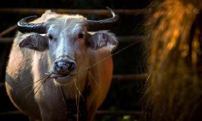 属牛的人很辛苦吗（属牛一辈子命苦）