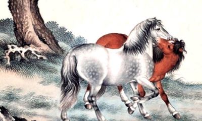 属马的是多少年出生的（属相马是哪年出生的）