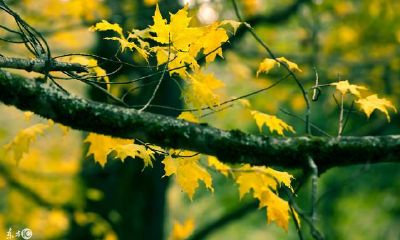 八字姻缘如何看（看八字能看出婚姻姻缘吗）