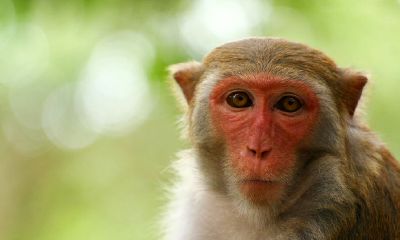 属蛇对象生肖（属狗和属鸡的合不合）