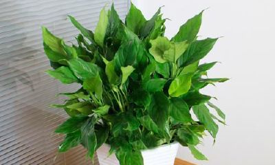 家里养什么能招财（家中催财最招财的植物）