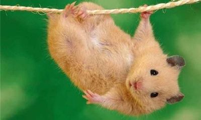 属鼠哪个季节出生好命（属鼠的富豪出生月份）