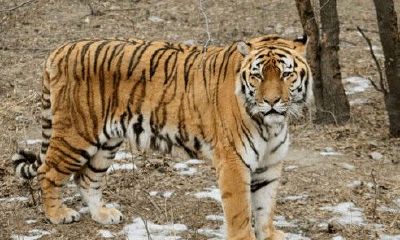 生肖虎配对姻缘表（属虎的上等婚配表）