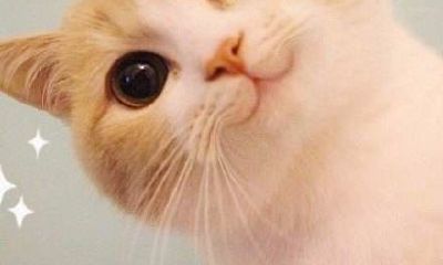 86年虎多少岁走大运（86年属虎女一生命运情感婚姻如何）