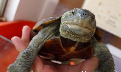 财位上放乌龟好吗（乌龟喜欢待的地方是财位吗）