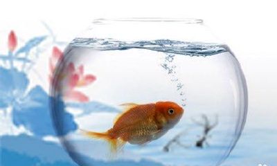 财位鱼缸养什么鱼（客厅摆放鱼缸的风水）