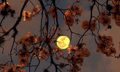 金牛座的阳历和农历（十二星座农历）