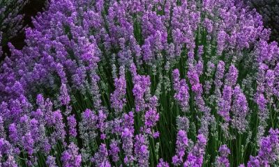 94年属狗和87年属兔结婚好不好（87兔和94狗五行相克）