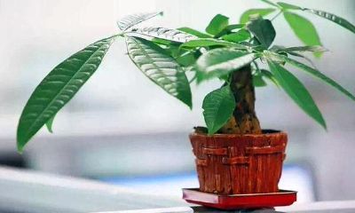 植物怎么摆放招财（家里摆什么植物招财最好）