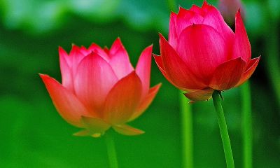 属龙的女孩和属羊的男孩相配吗（属龙的女孩和什么属相婚配最好）