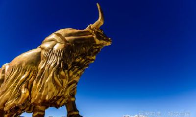 属牛与什么生肖合得来（属牛的和什么属相不合）