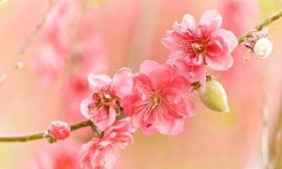 桃花运怎么旺旺桃花的详细风水方法（桃花运的方法）