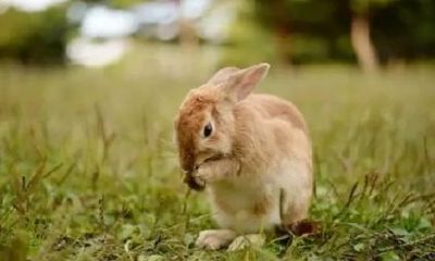 85年属兔36岁有一劫2023（1999属兔大劫）