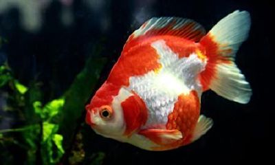 风水鱼养几条合适（做生意的养鱼养多少条最招财）