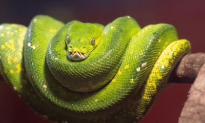 属蛇2023最大贵人（生肖蛇一辈子贵人是谁）