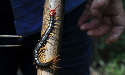 家里出现蜈蚣预兆发财（射手座在2023年整体运势）