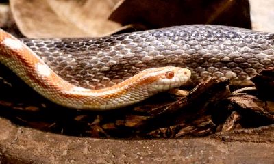 属牛女和属蛇男2023年结婚好吗（97年属牛人2023结婚好不好）