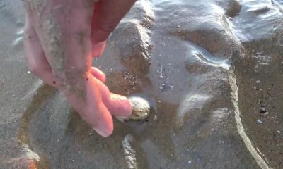 梦见捡泥螺周公解梦（属狗人八月份来财）