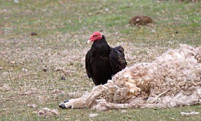 属鸡女感情不顺（属鸡女和什么属相最配）