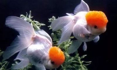 家里养鱼的风水摆放讲究（风水养鱼什么讲究）