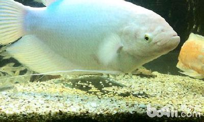 招财鱼长得快不快（招财鱼起头值钱吗）