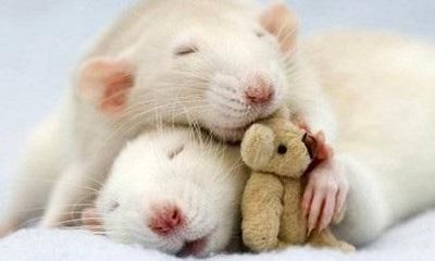 鼠年本命年年份（1996本命年是哪一年）