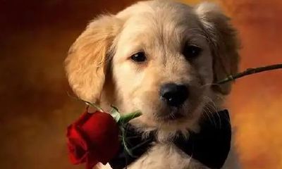 属狗的多少岁2023年（2023属狗）